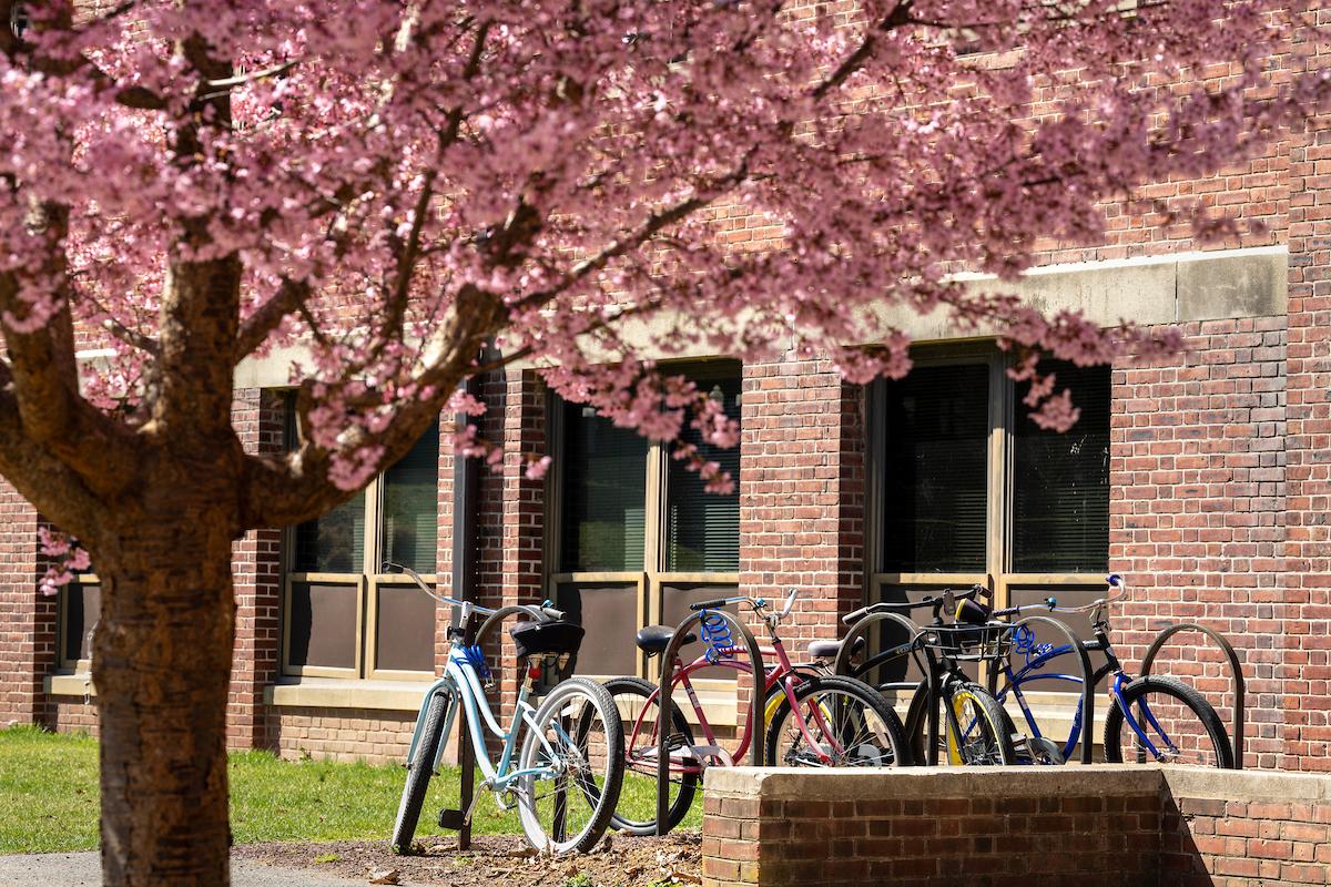 Bikes on campus