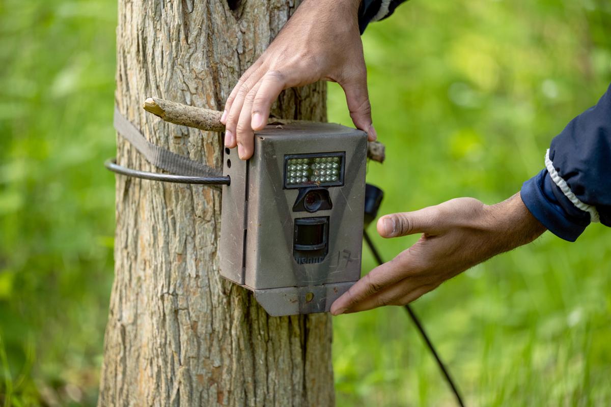 By using acoustic sensors and trail cameras at F&M’s Spalding Conservancy and the nearby Sunnyside Peninsula, Dan Ardia and his student researchers get a behind-the-scenes look at how wildlife responds to the presence of humans.