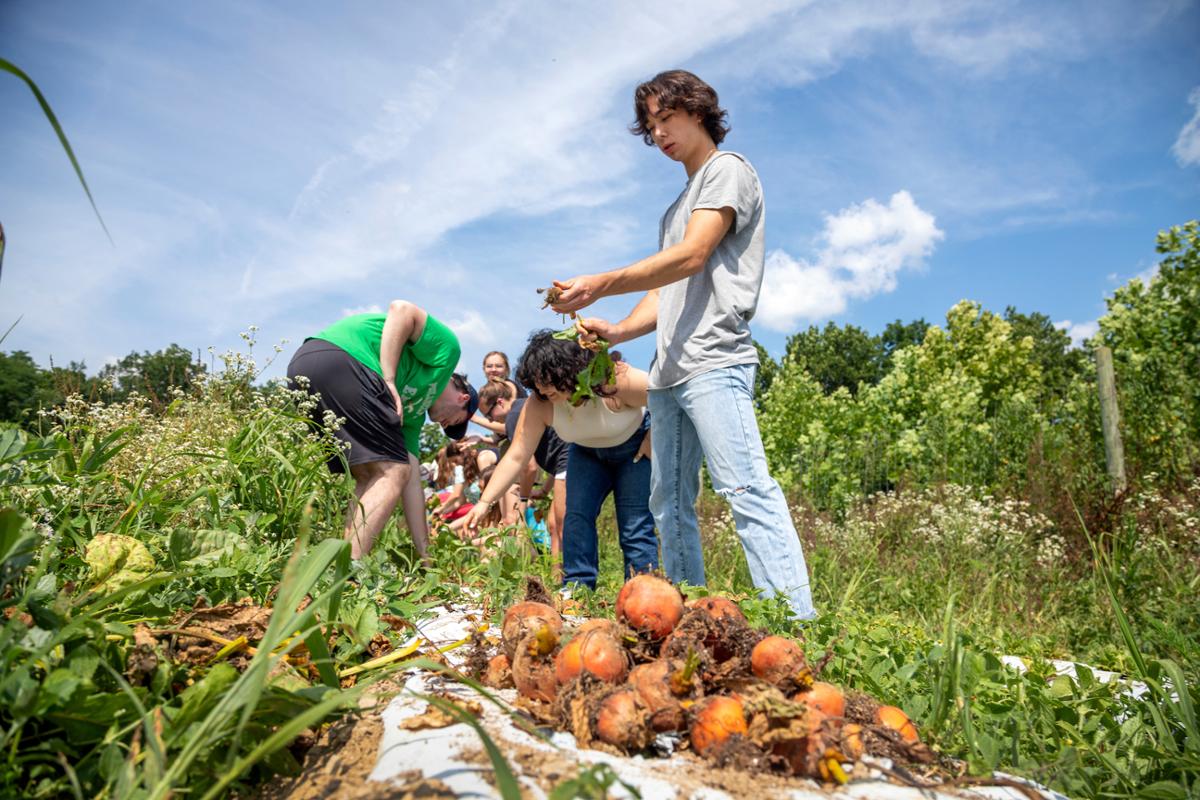A group of people are harvesting root vegetables in a lush garden under a sunny sky.