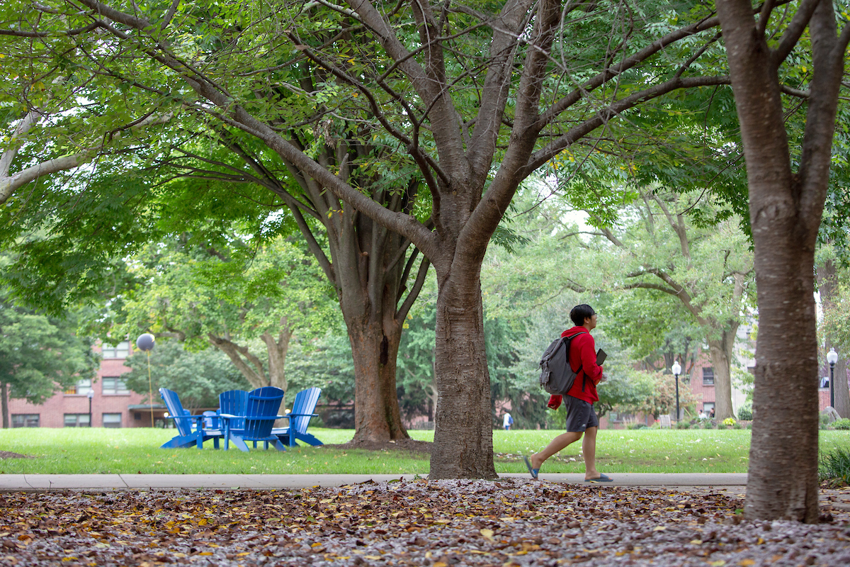 Trees on campus