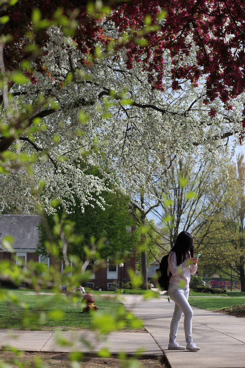 Trees on campus