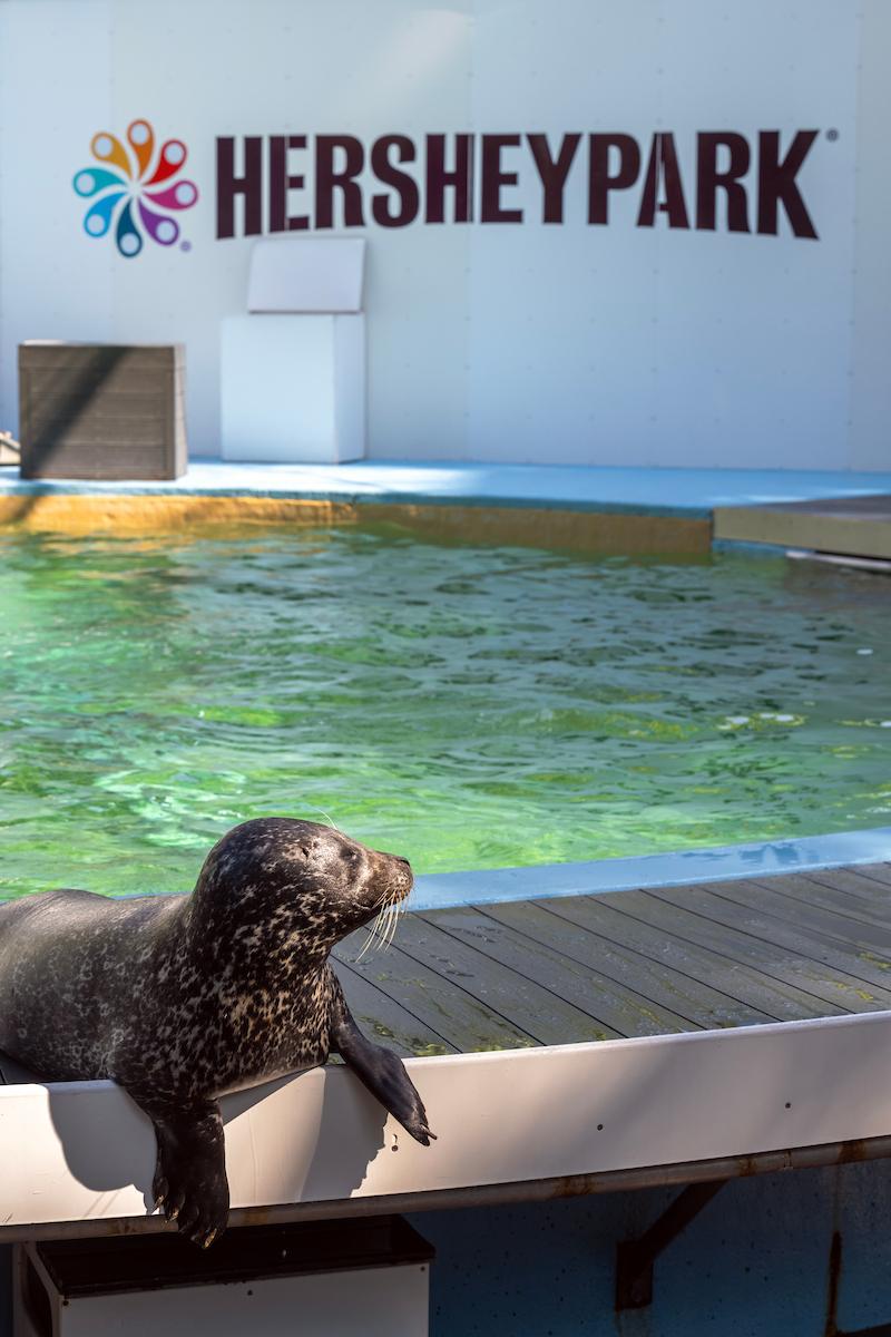 Harper, a harbor seal born to a rescued, female harbor seal at the Mystic Aquarium in Connecticut, and joined Ocean Connections in May 2021.