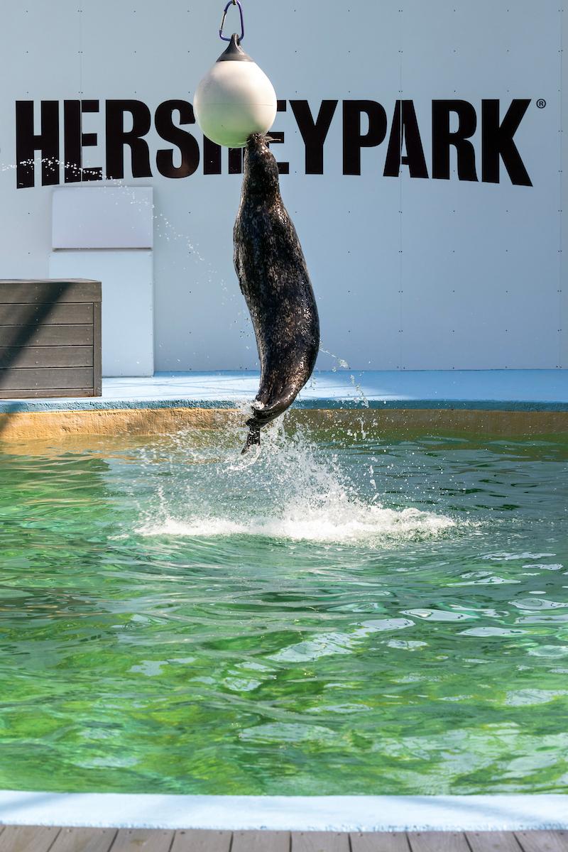Harper has a big personality and is incredibly playful. She enjoys being the center of attention and can often be seen swimming with her flippered friends or eating ice cubes. Harper is a fast learner who loves training and building relationships with our animal care team.