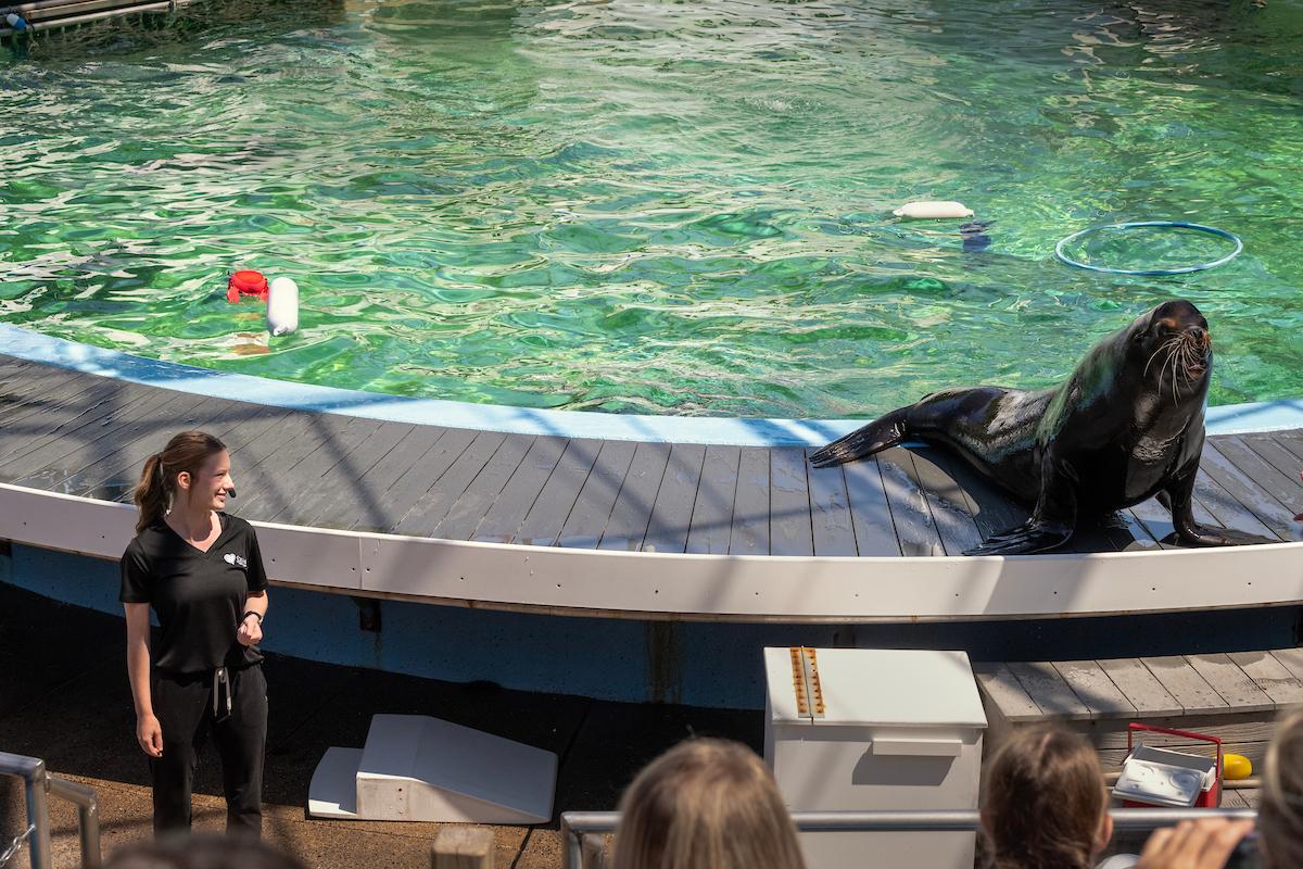 Corina Curry ’29 is an animal care intern at Ocean Connections in Hershey, Pa., working directly with pinnipeds, a family of semi-aquatic marine mammals that includes seals and sea lions.