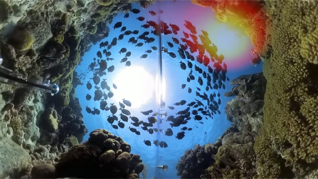 Coral Reef
