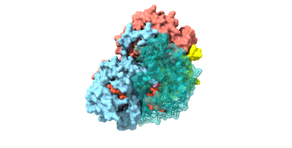 Lactate dehydrogenase, an important metabolic enzyme, from the very cold-adapted Antarctic icefish Caenocephalus aceratus.