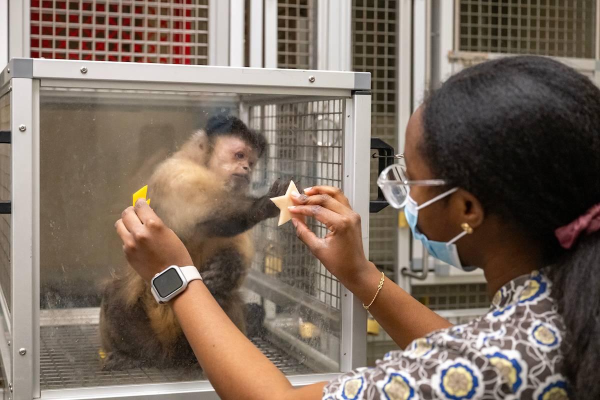 F&M vivarium capuchin