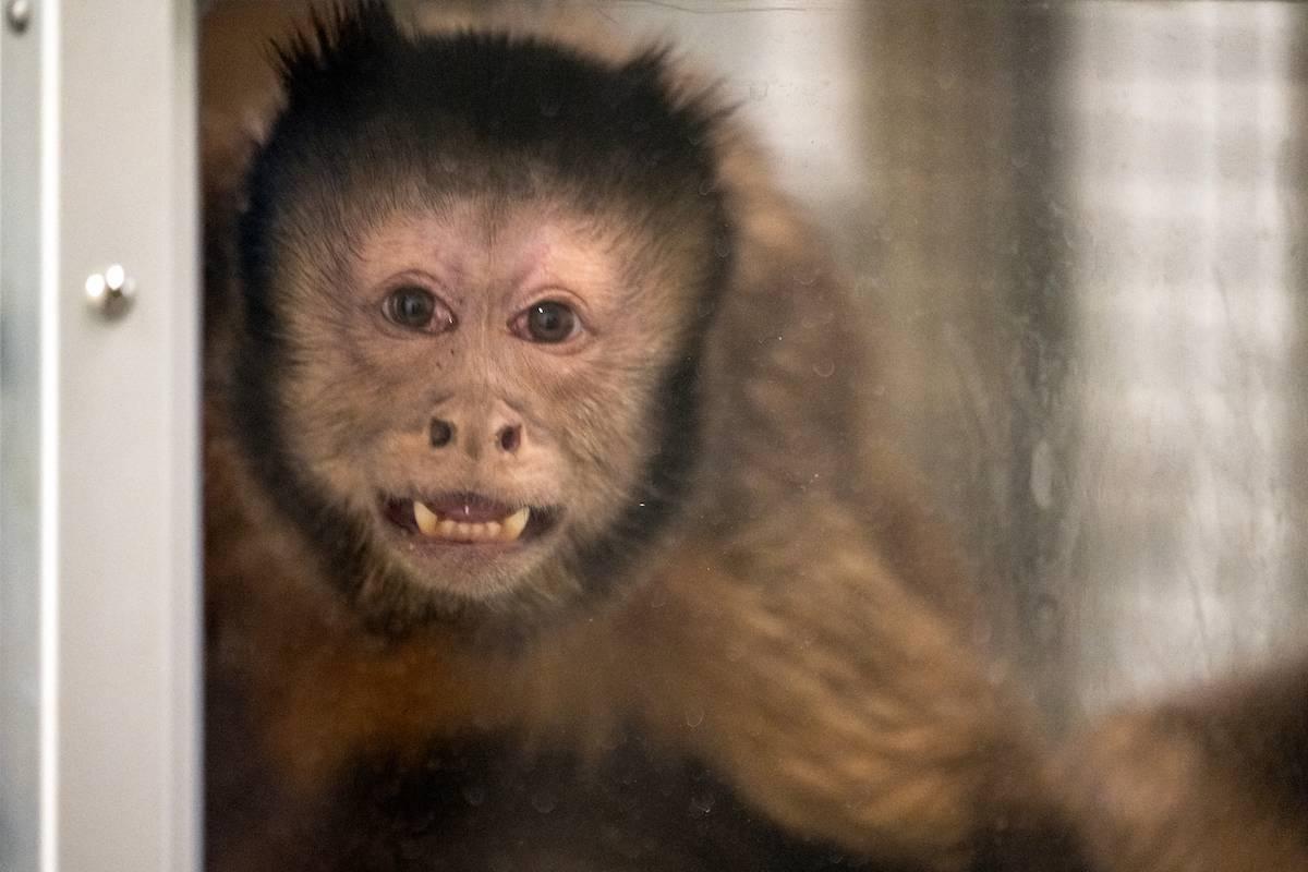 F&M vivarium capuchin