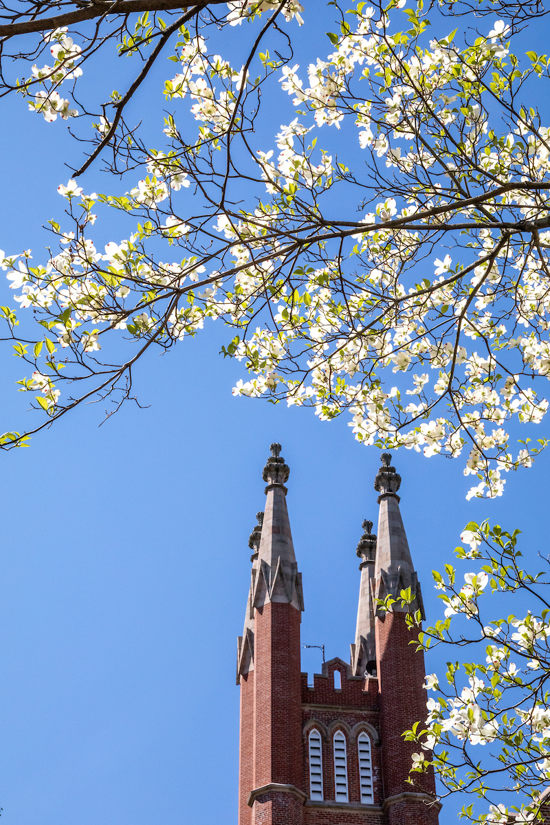 Flower tree frames a shot of Old Main's tower