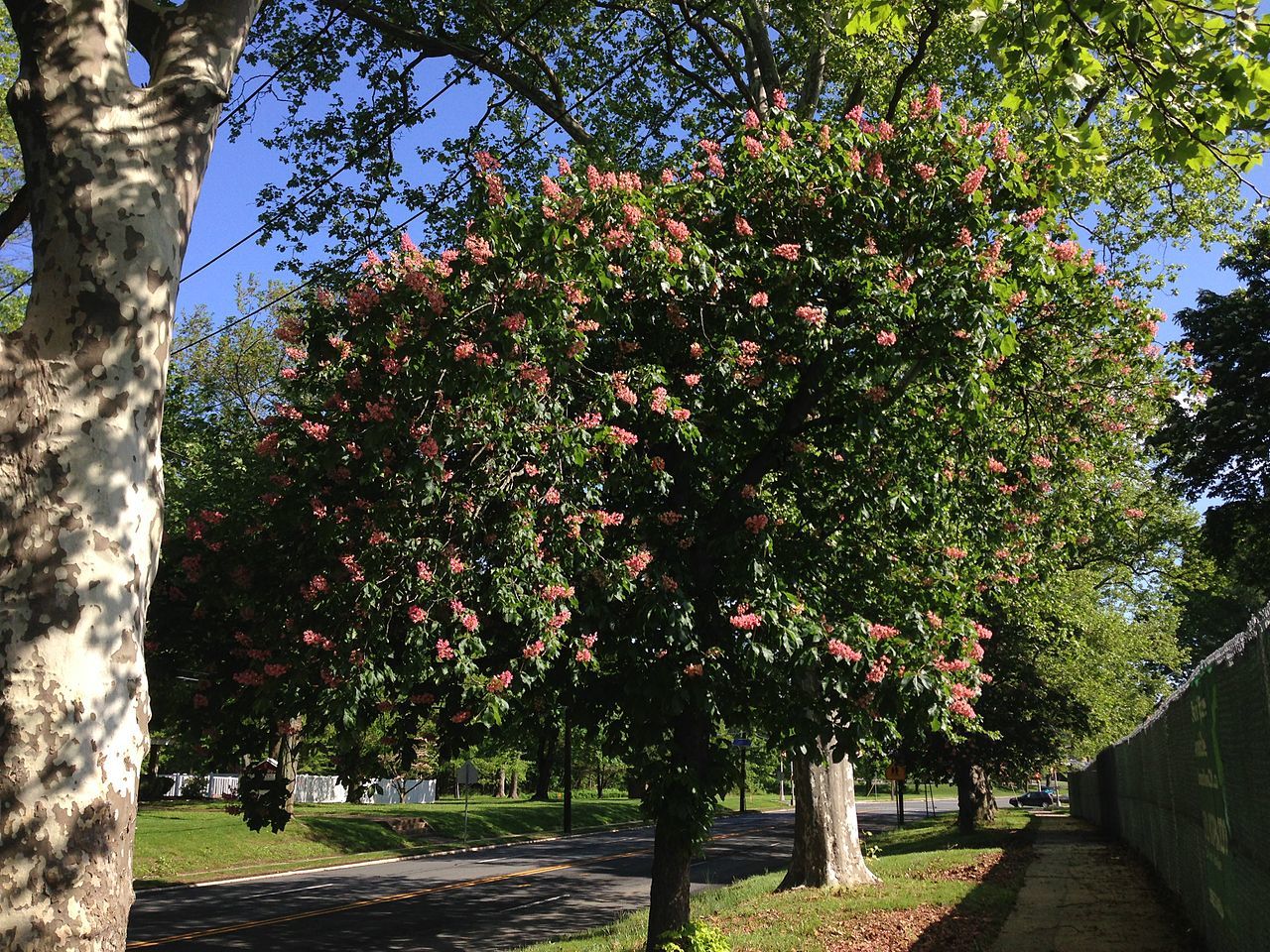 red horsechestnut tree