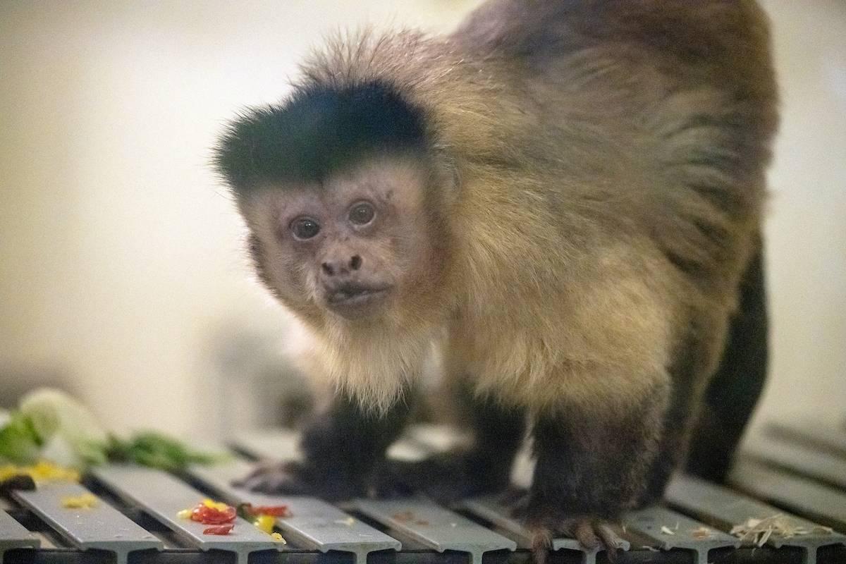 F&M vivarium capuchin