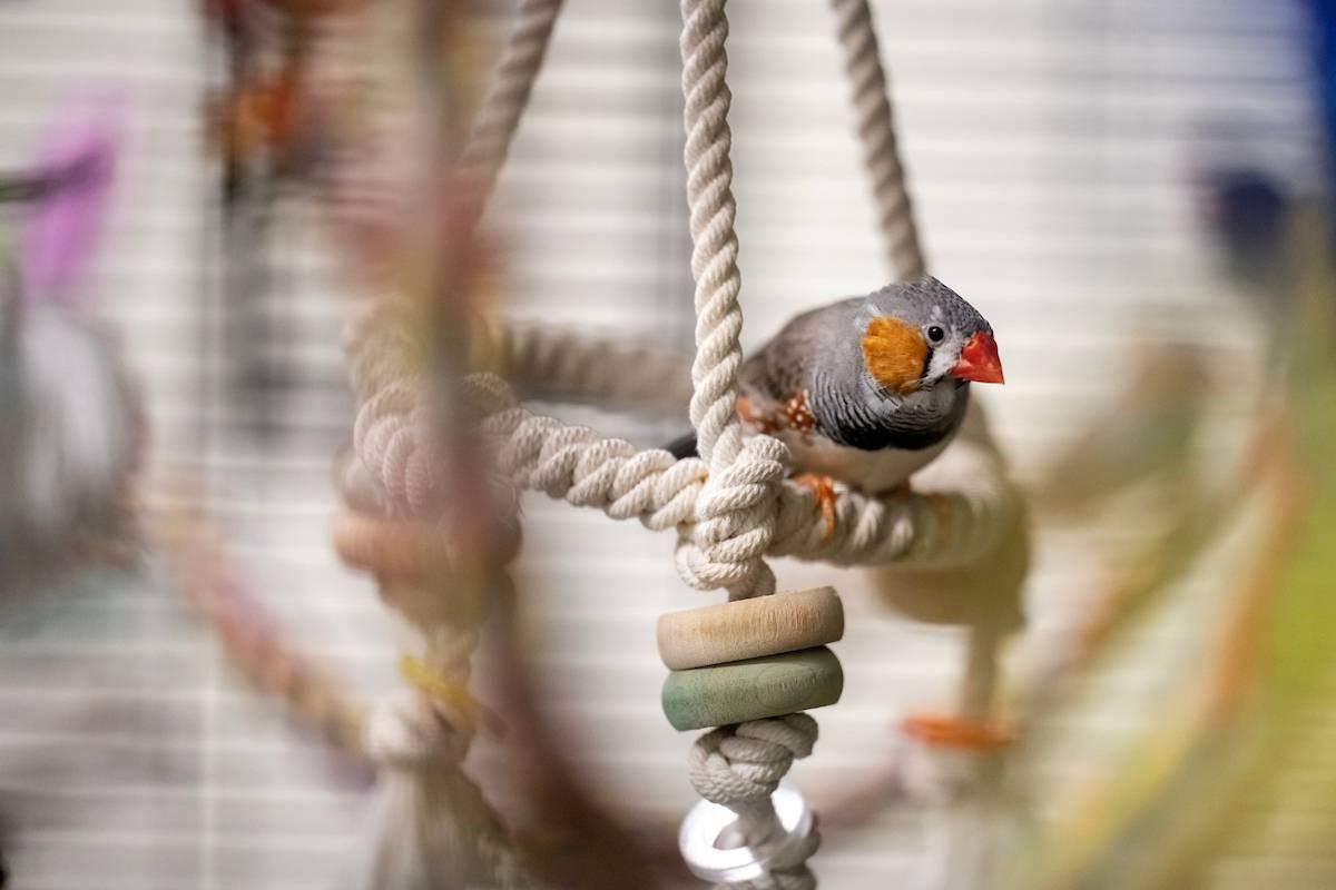 F&M vivarium zebra finch