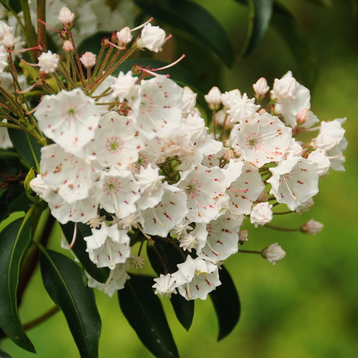 Franklin & Marshall  Mountain Laurel  Kalmia latifolia