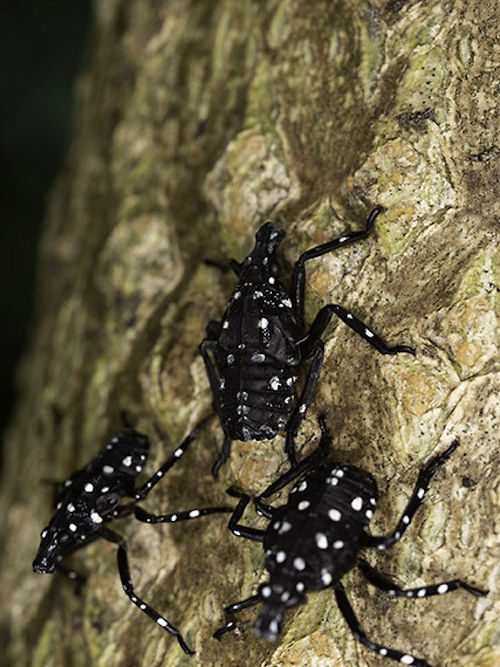 Spotted Lanternfly 2nd and 3rd Instar, Photo from the USDA