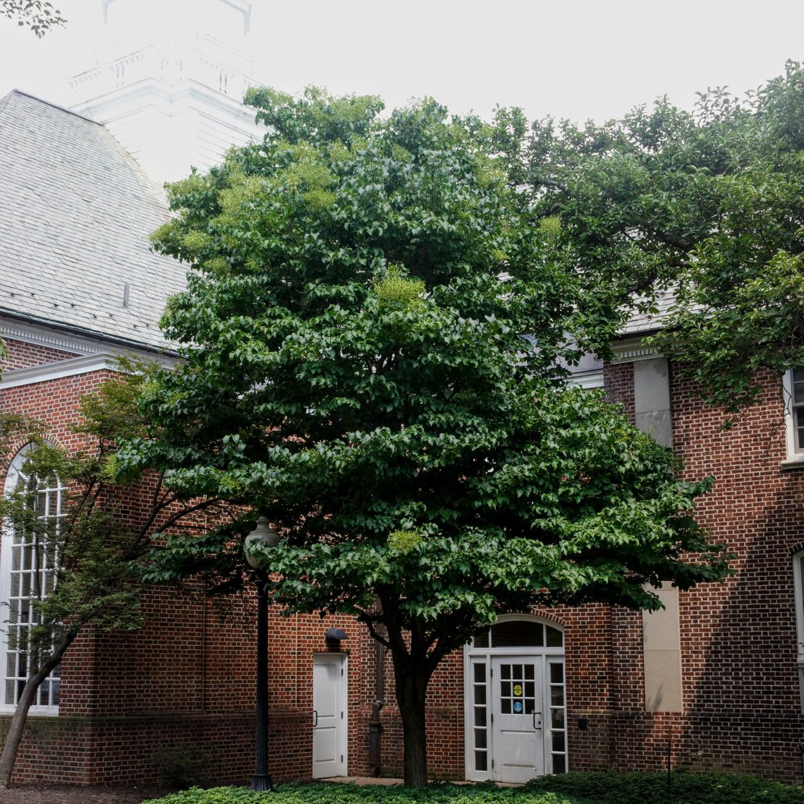 Japanese Tree Lilac