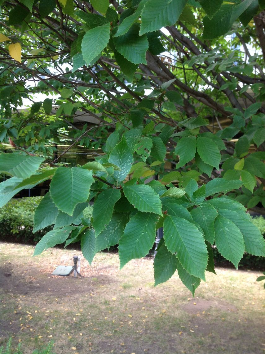 american hornbeam leaves