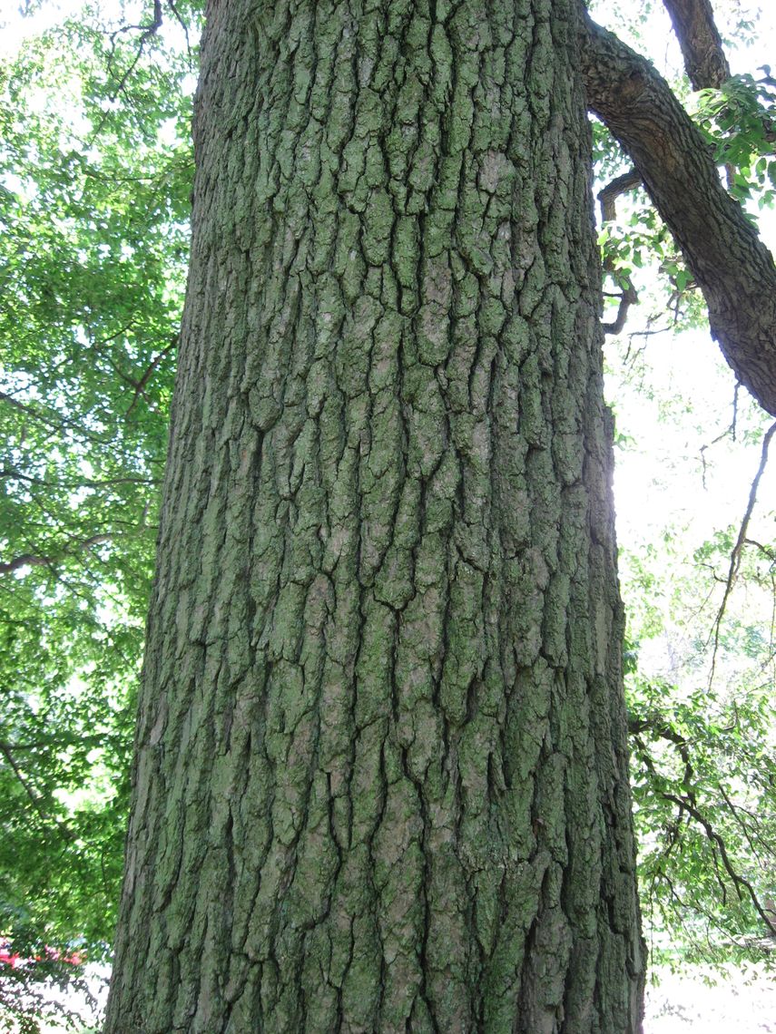 black tupelo bark