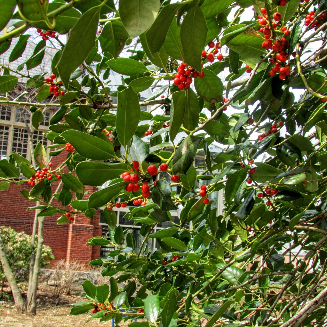 Nellie R Stevens Holly berries