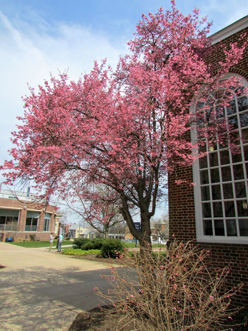 Weeping Cherry Flowers