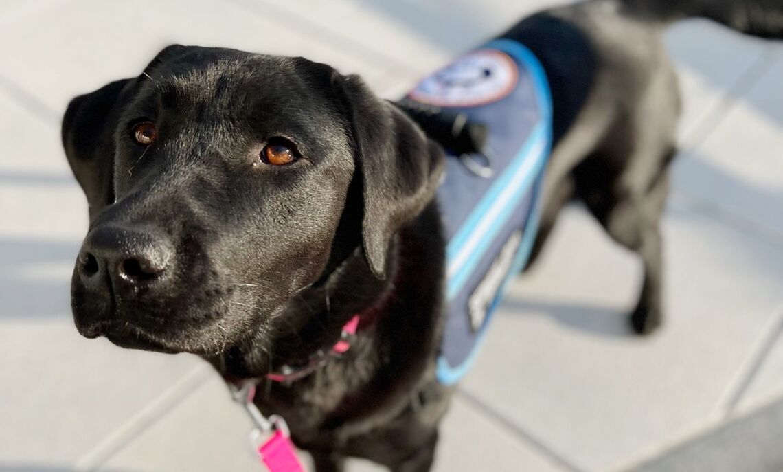 Tugboat, or "Tug," a service dog  Mumenthaler is helping train, wearing a FRSD vest.