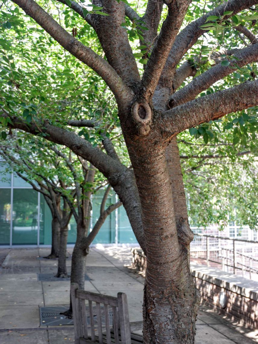 Weeping Cherry Tree