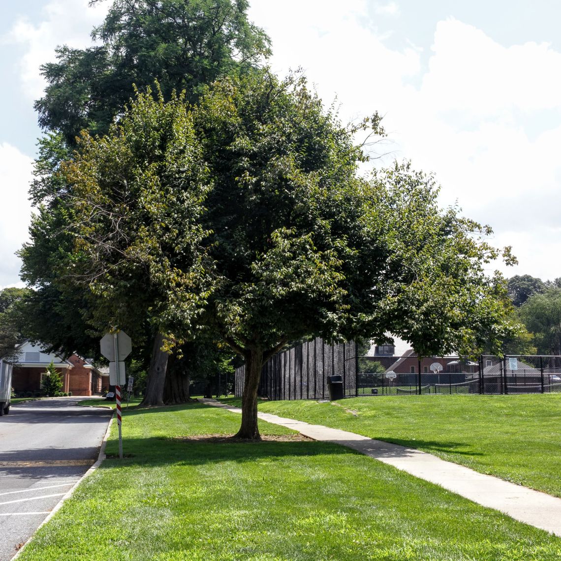 American Hophornbeam Tree