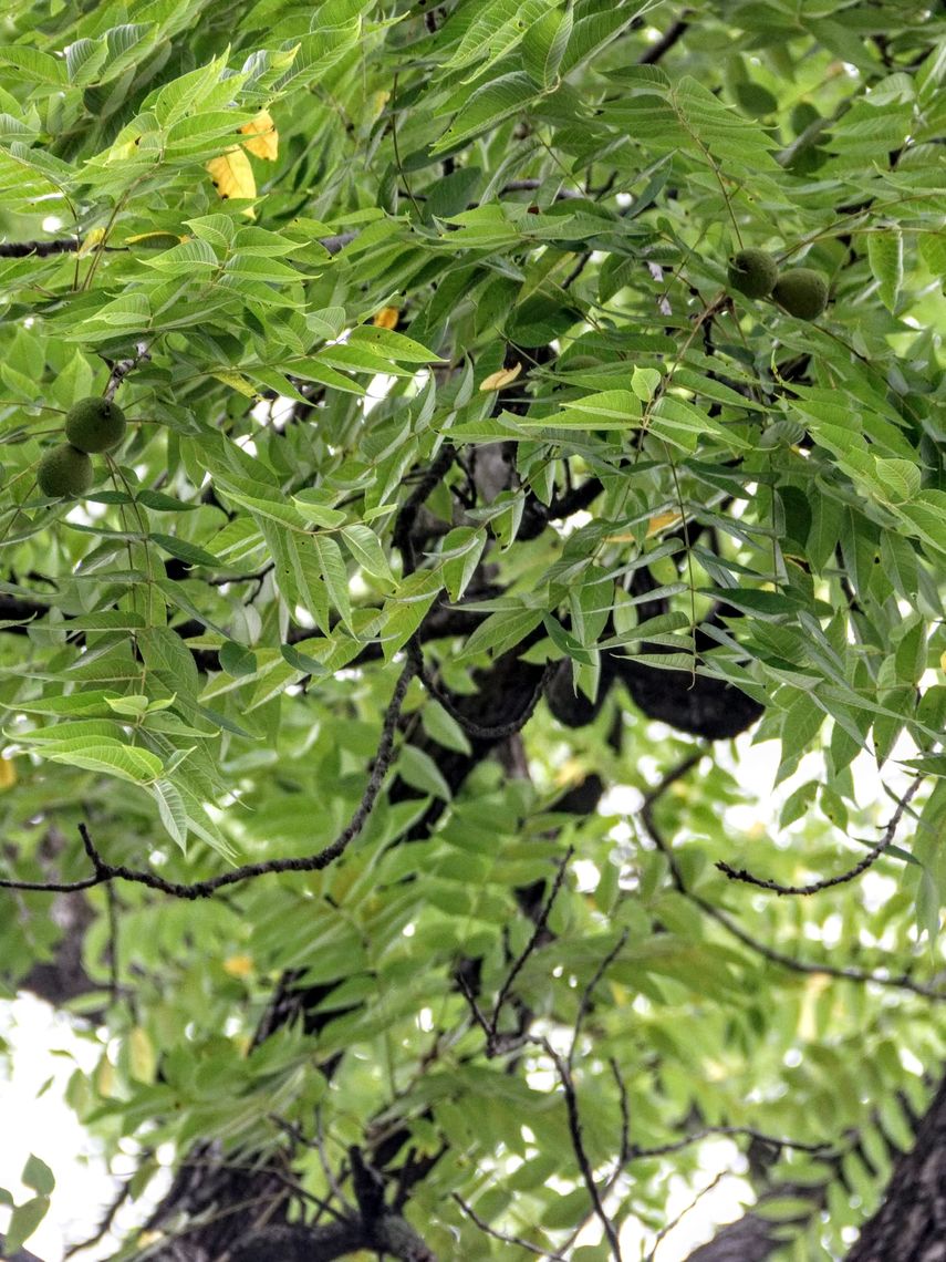 Black Walnut leaves