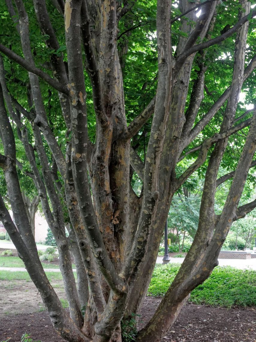 Persian Parrotia