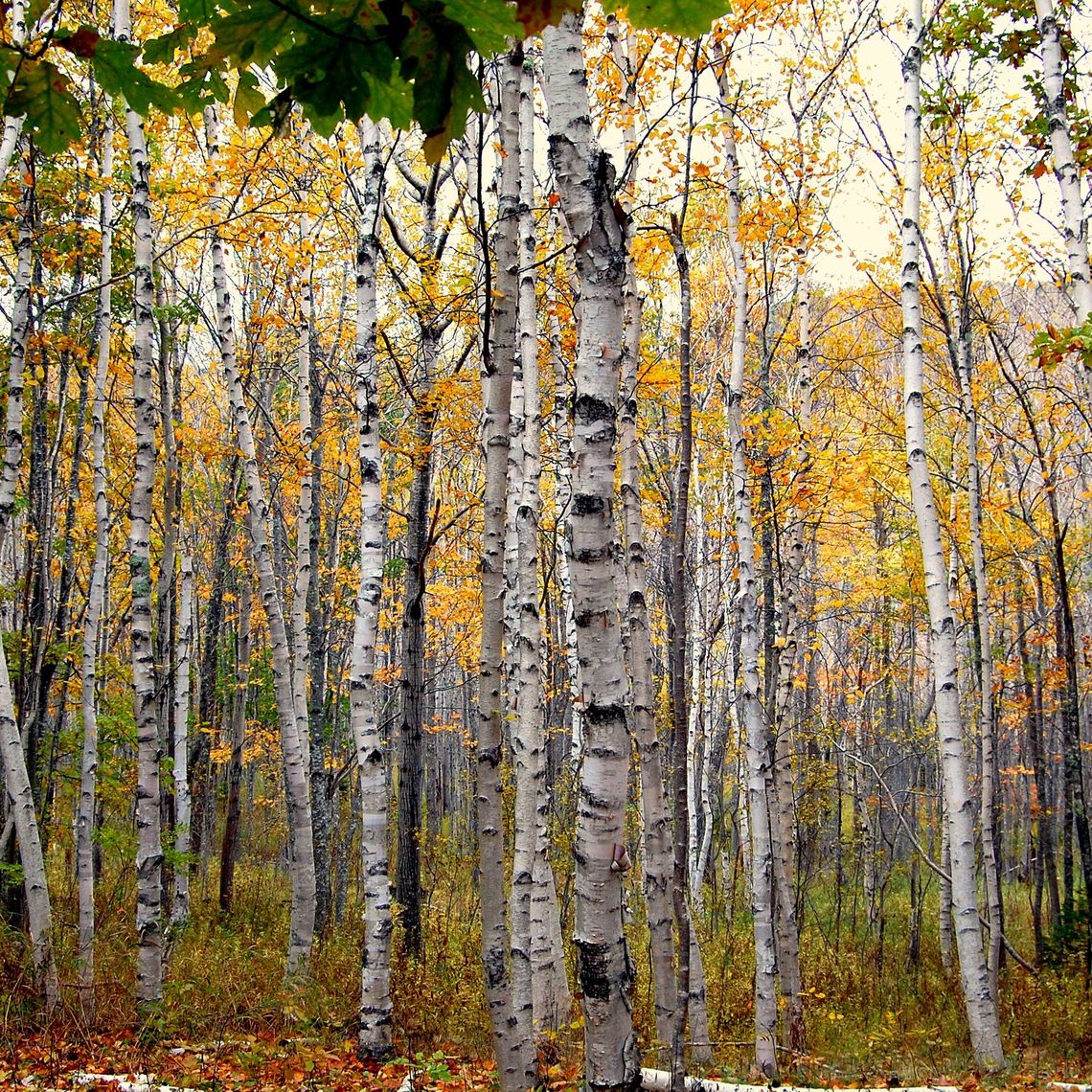 Paper Bark Birch