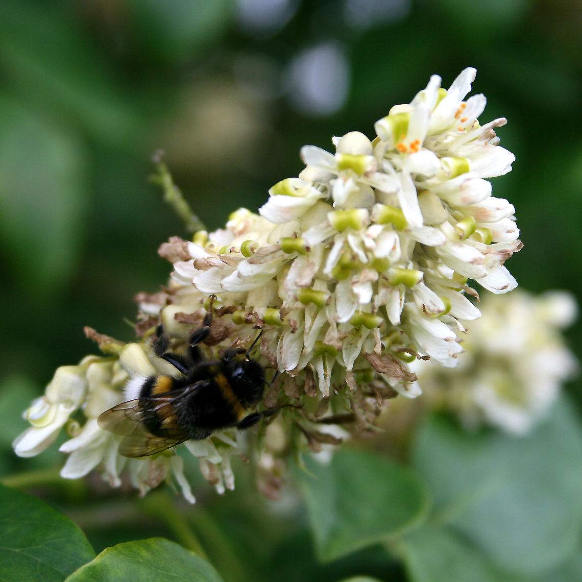 amur maakia flowers