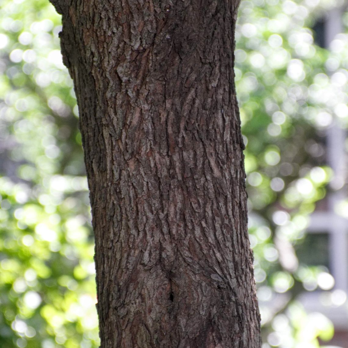 Eastern Redbud bark