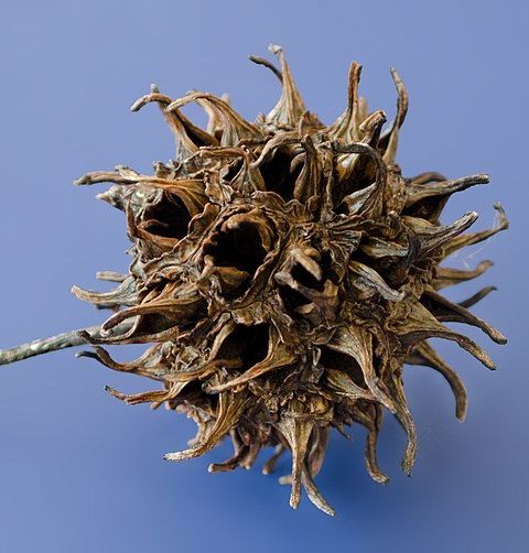 American sweet gum seed