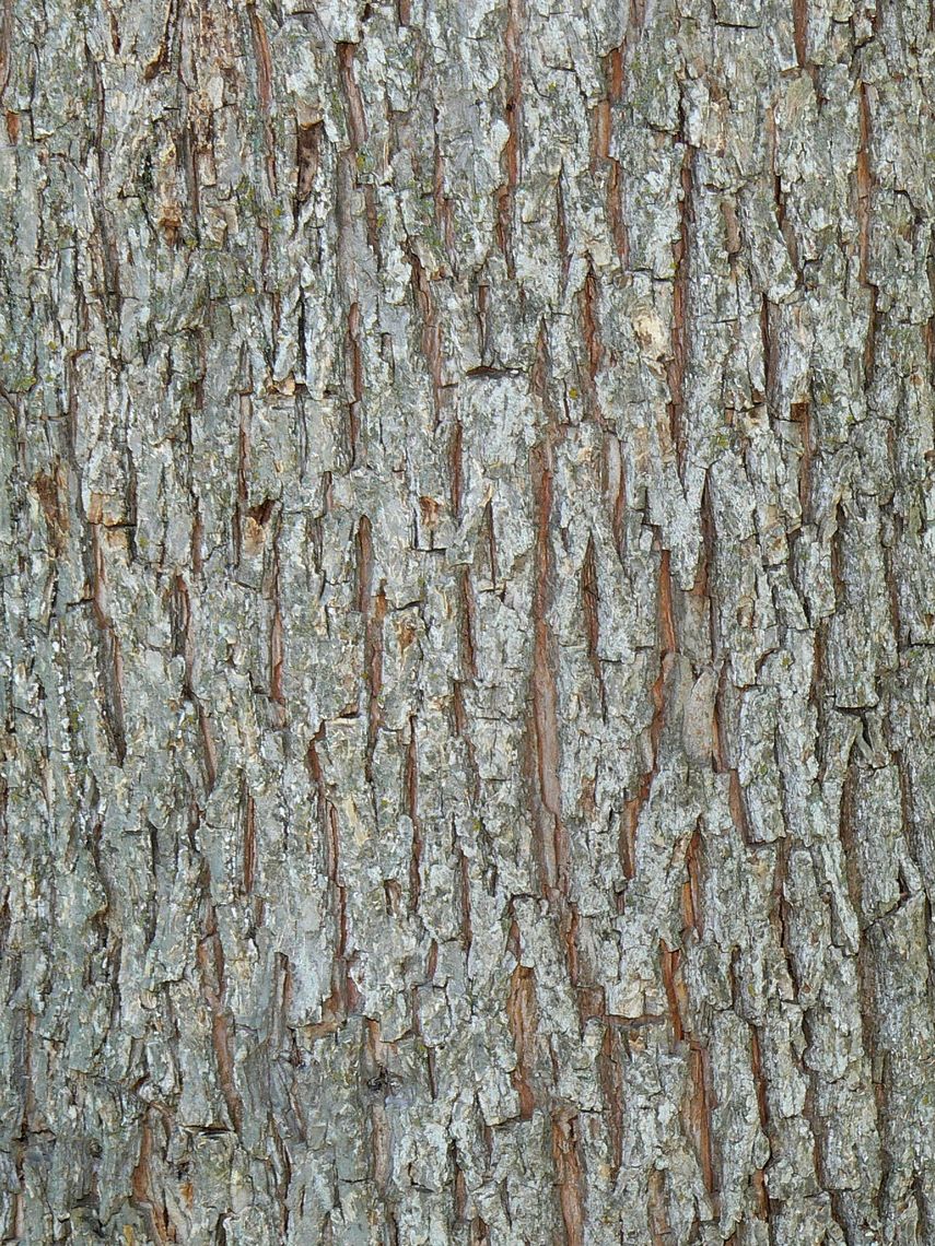 Pecan bark