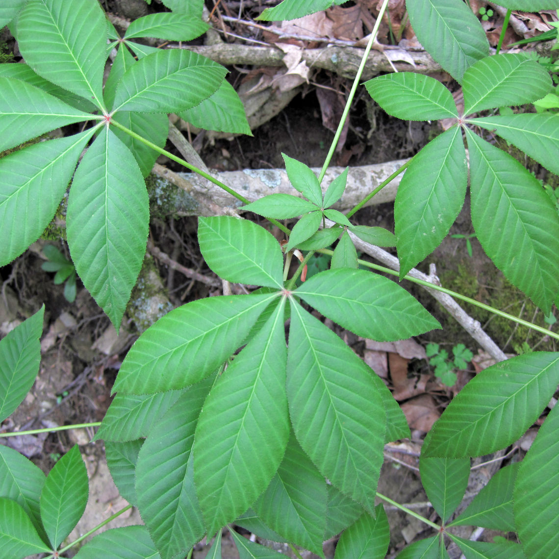 Ohio Buckeye leaves (photo by John St. John)