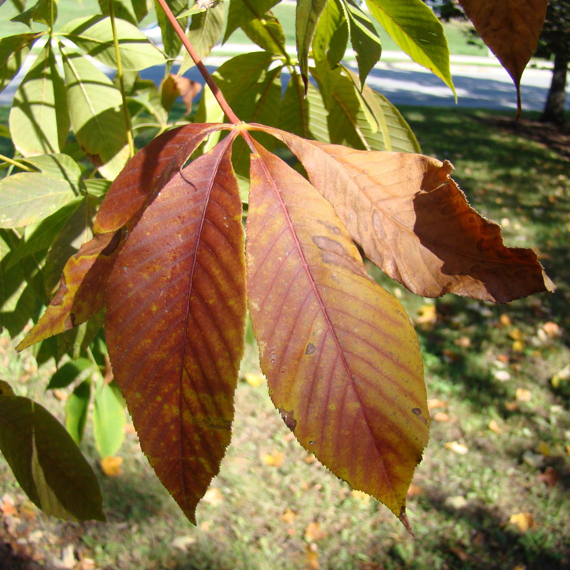 Ohio Buckeye Fall Colors