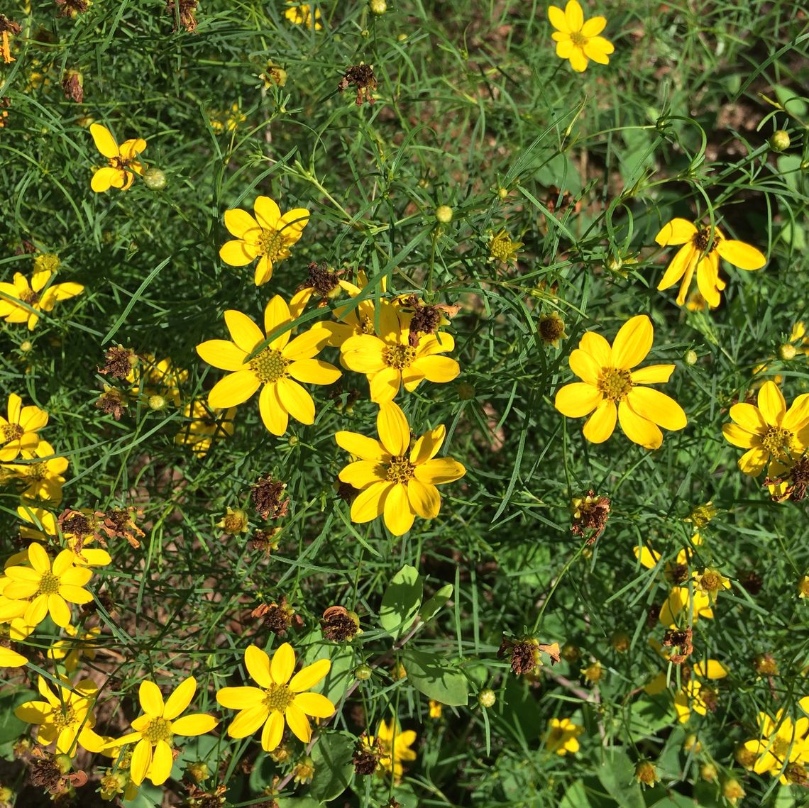 Sustainability Center Native Pollinator Garden