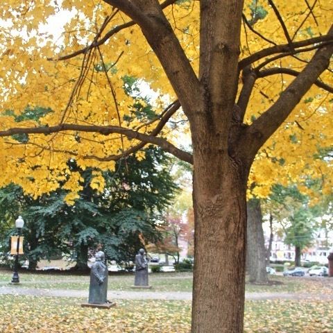 Norway Maple yellow leaves