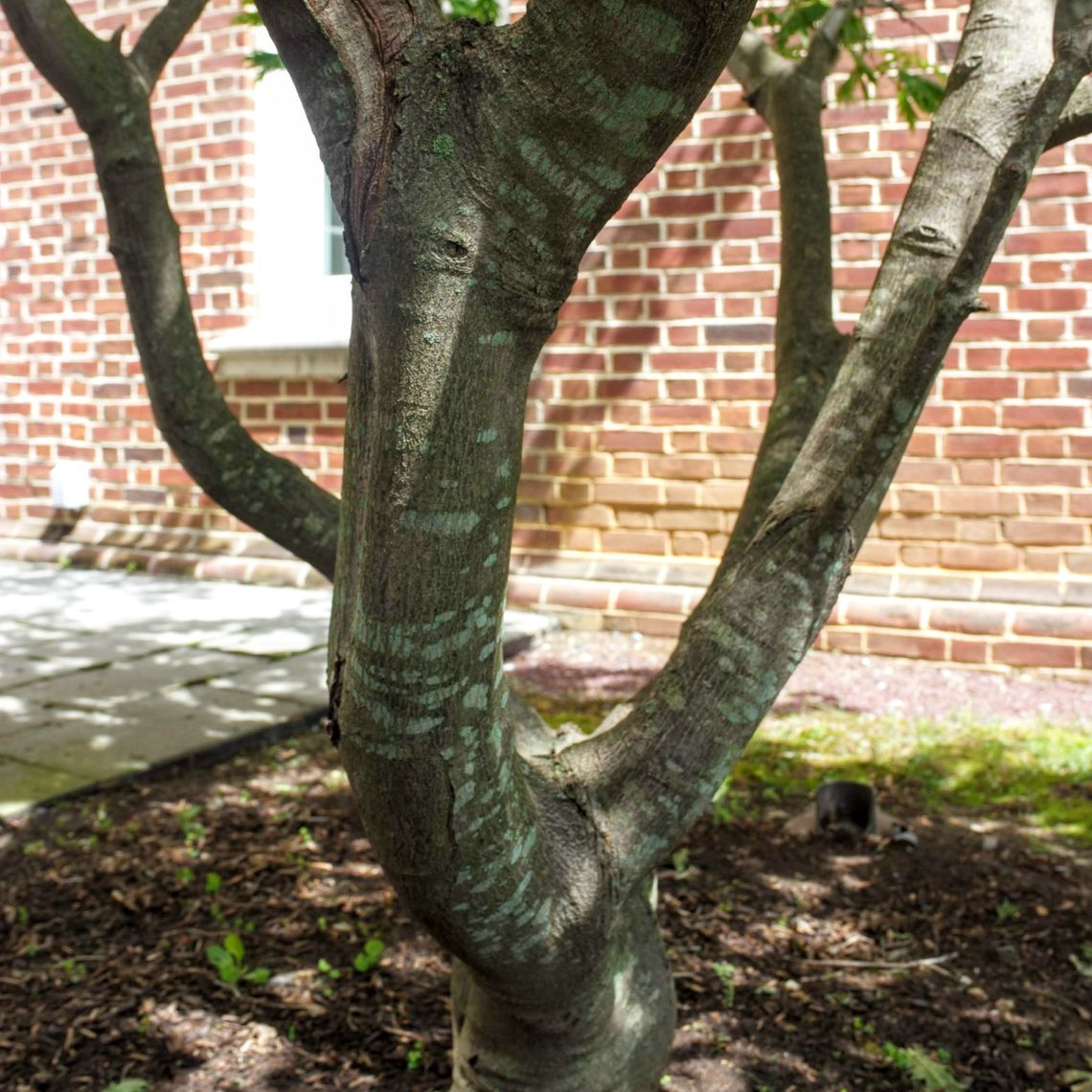 Japanese Maple Bark