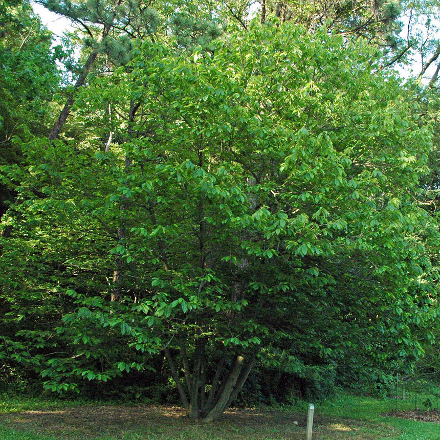 paw paw tree