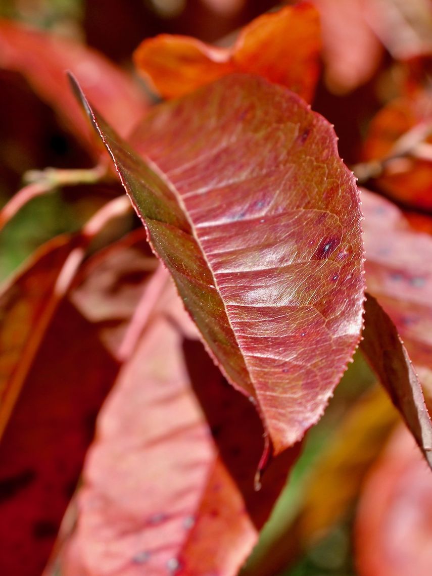 Sourwood fall leaf