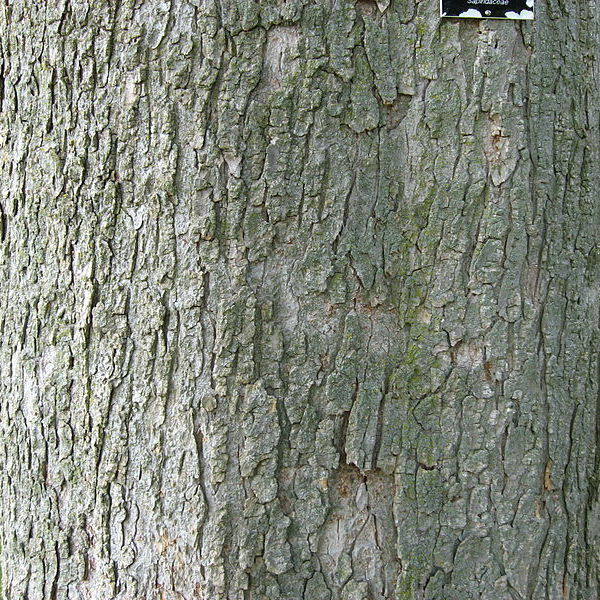 Ohio Buckeye Bark