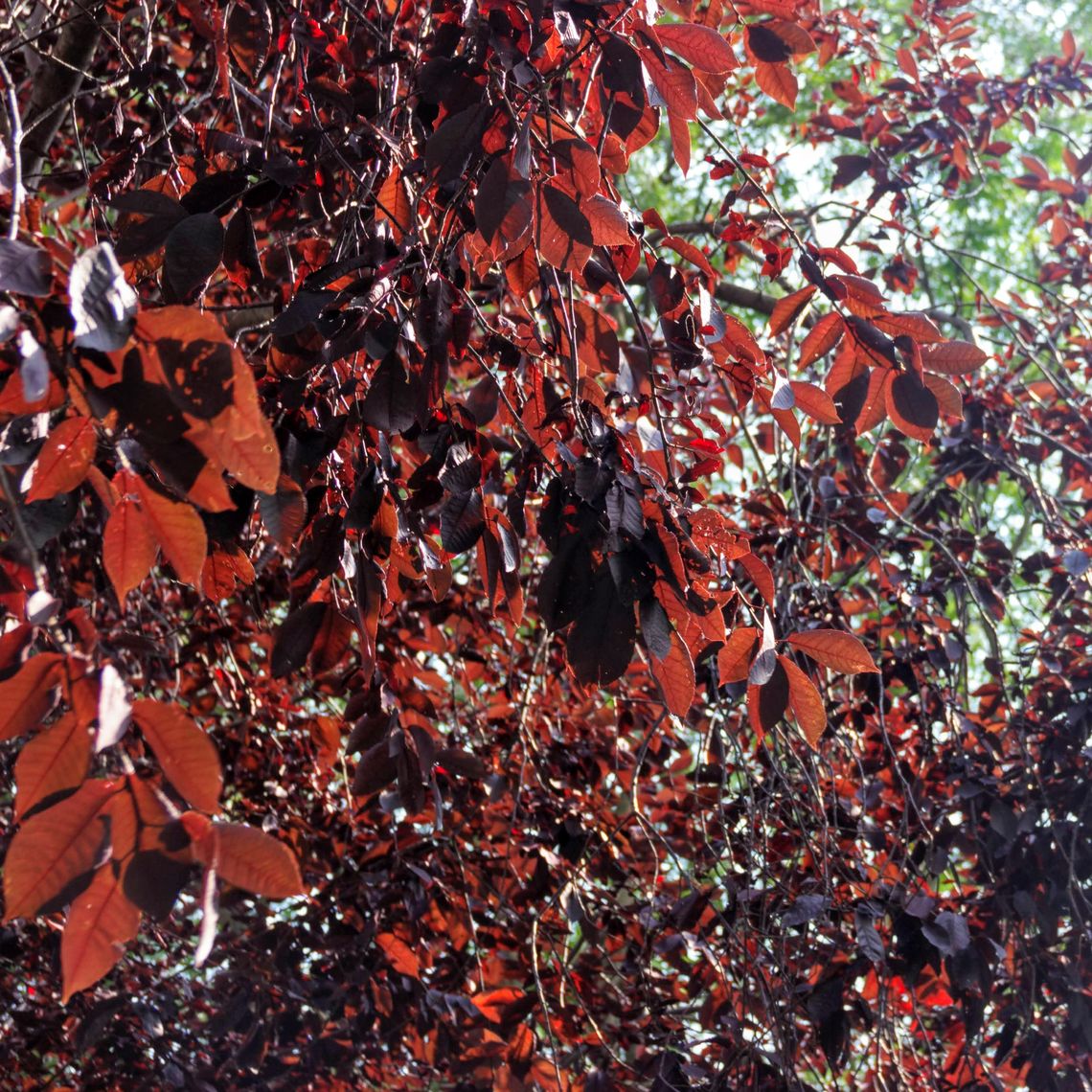 Purple Leaf Plum