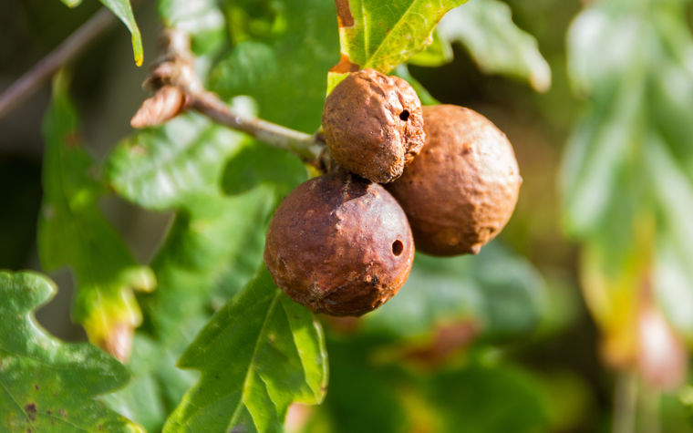 Galls on Oak Image