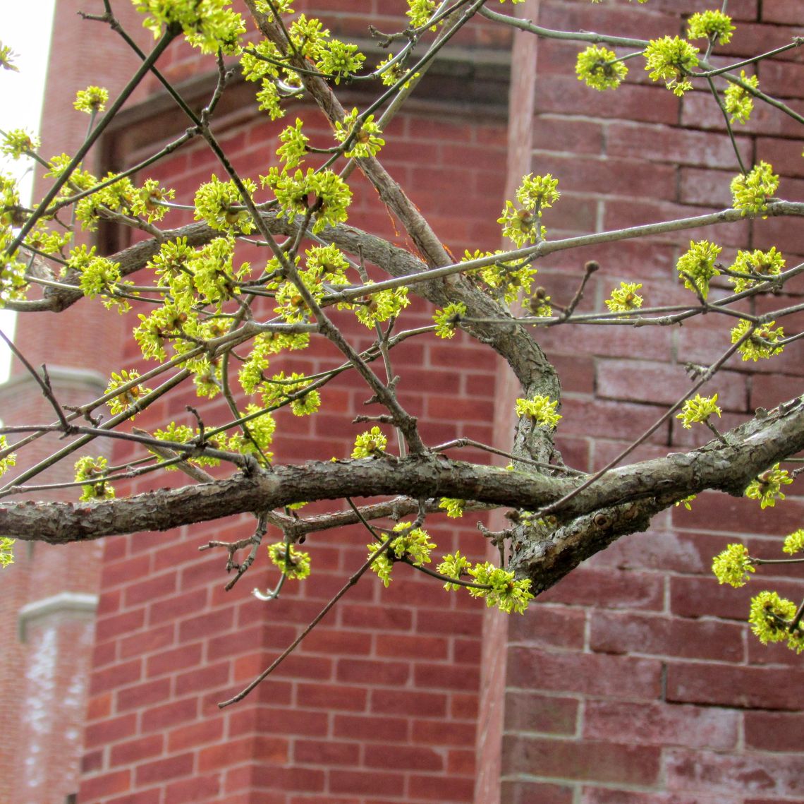 Cornelian Cherry Dogwood Flowers