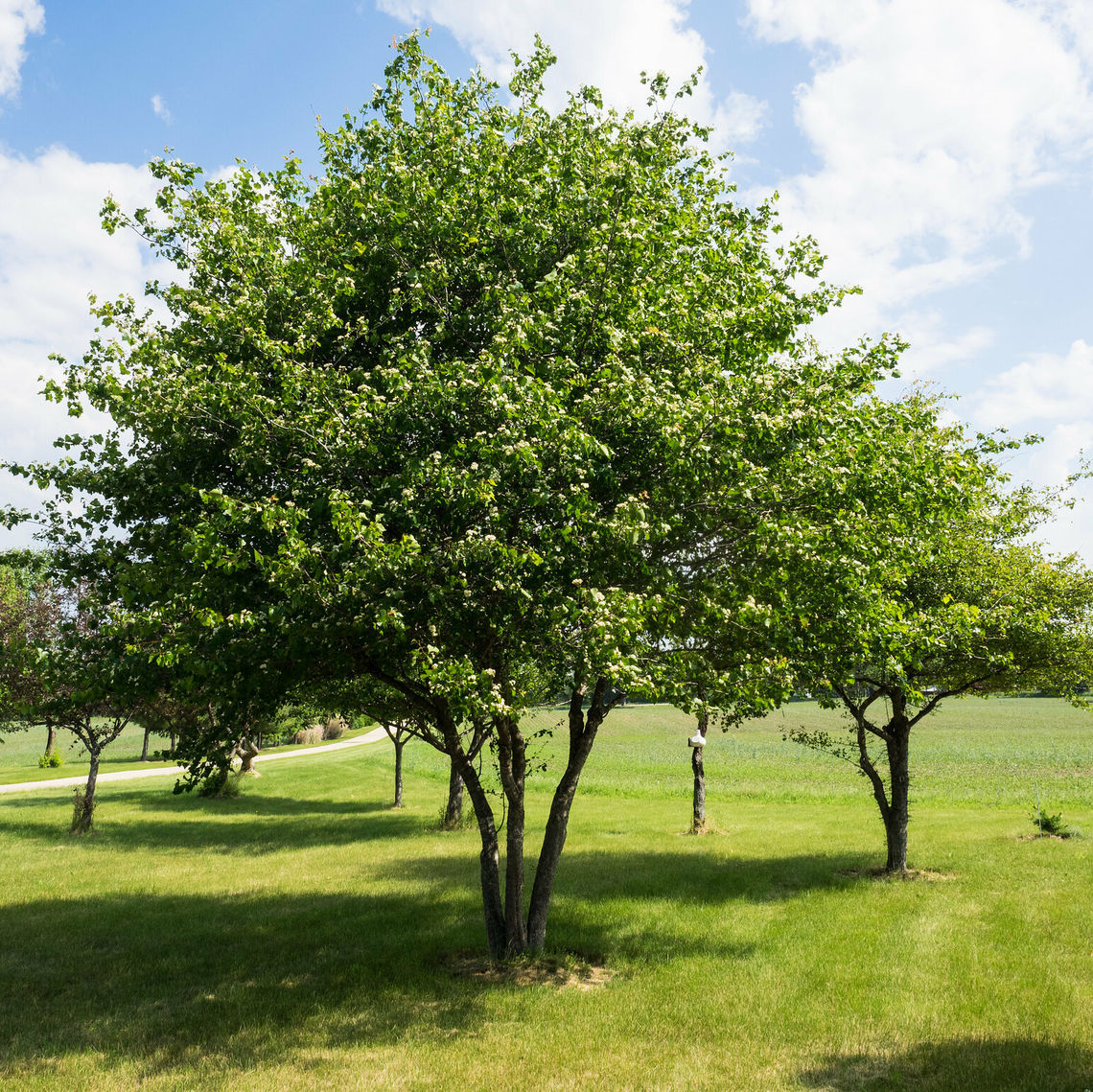 washington hawthorn