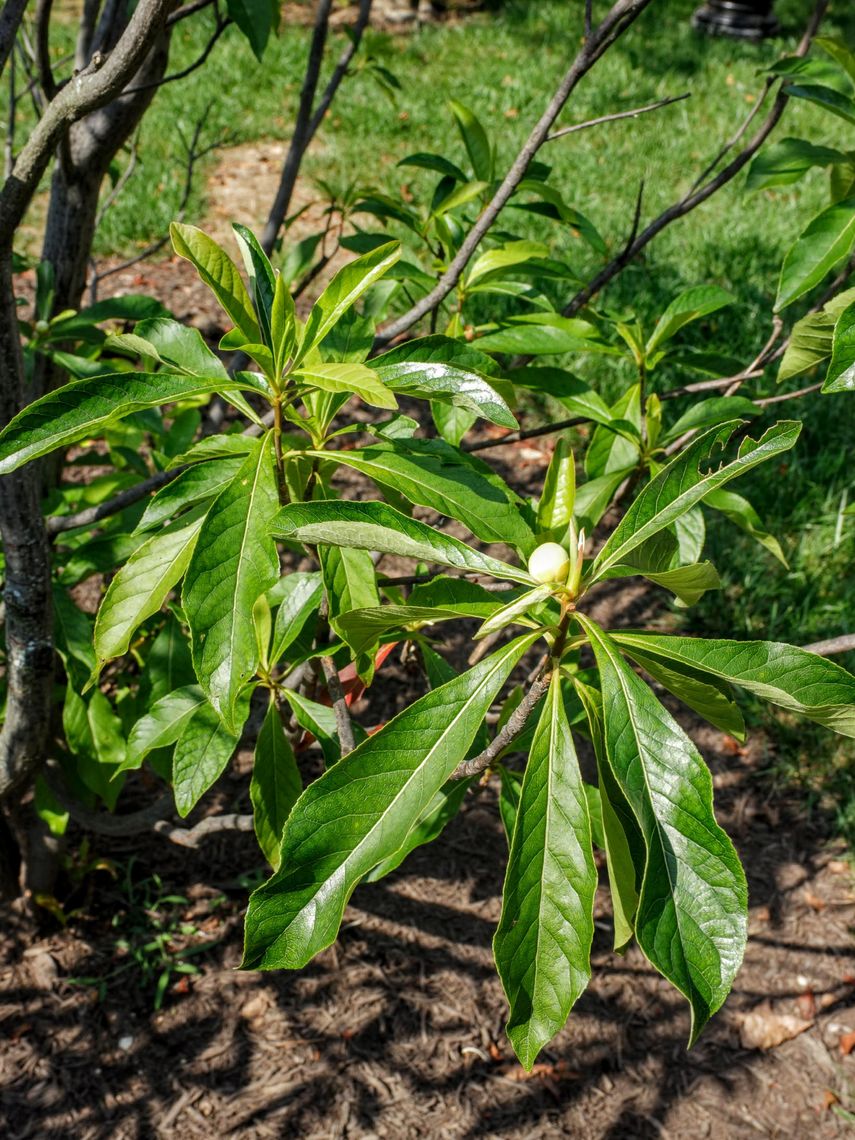 Franklinia Tree Leaves