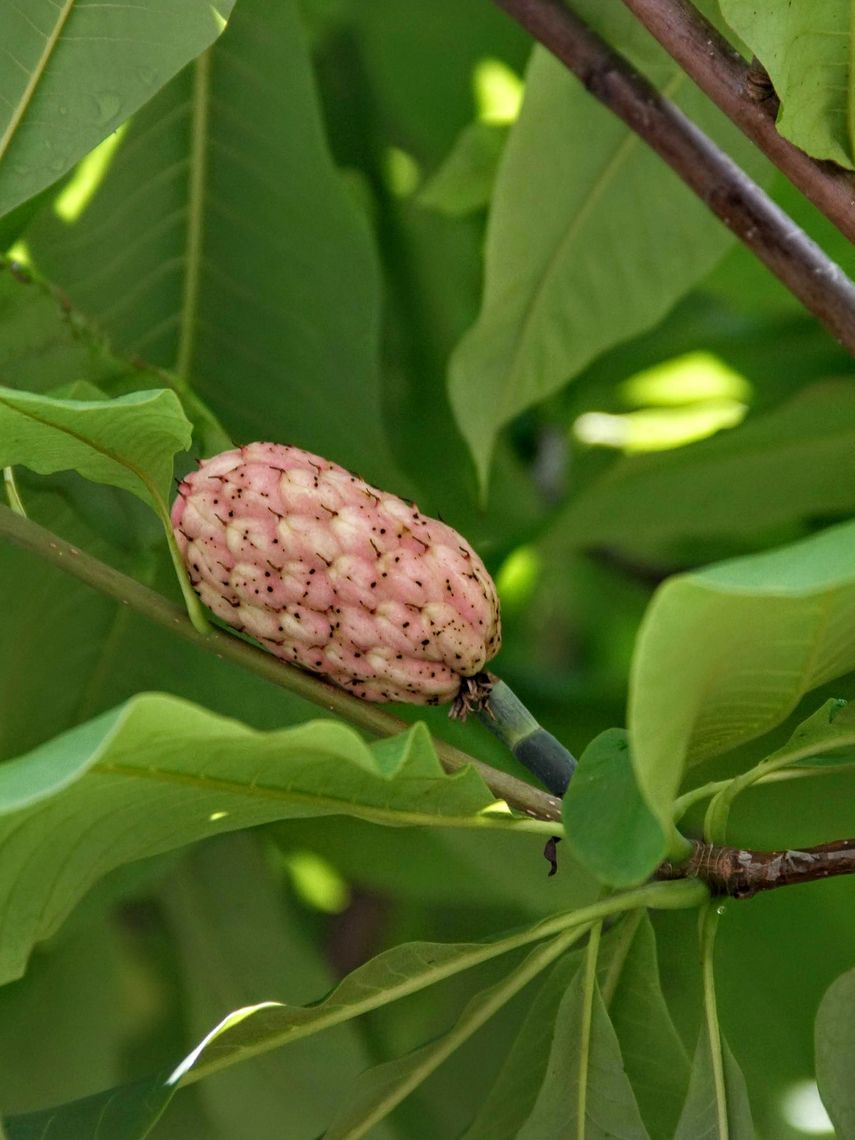 Magnolia Cucumber Tree