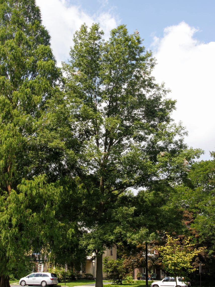 Mockernut Hickory Tree