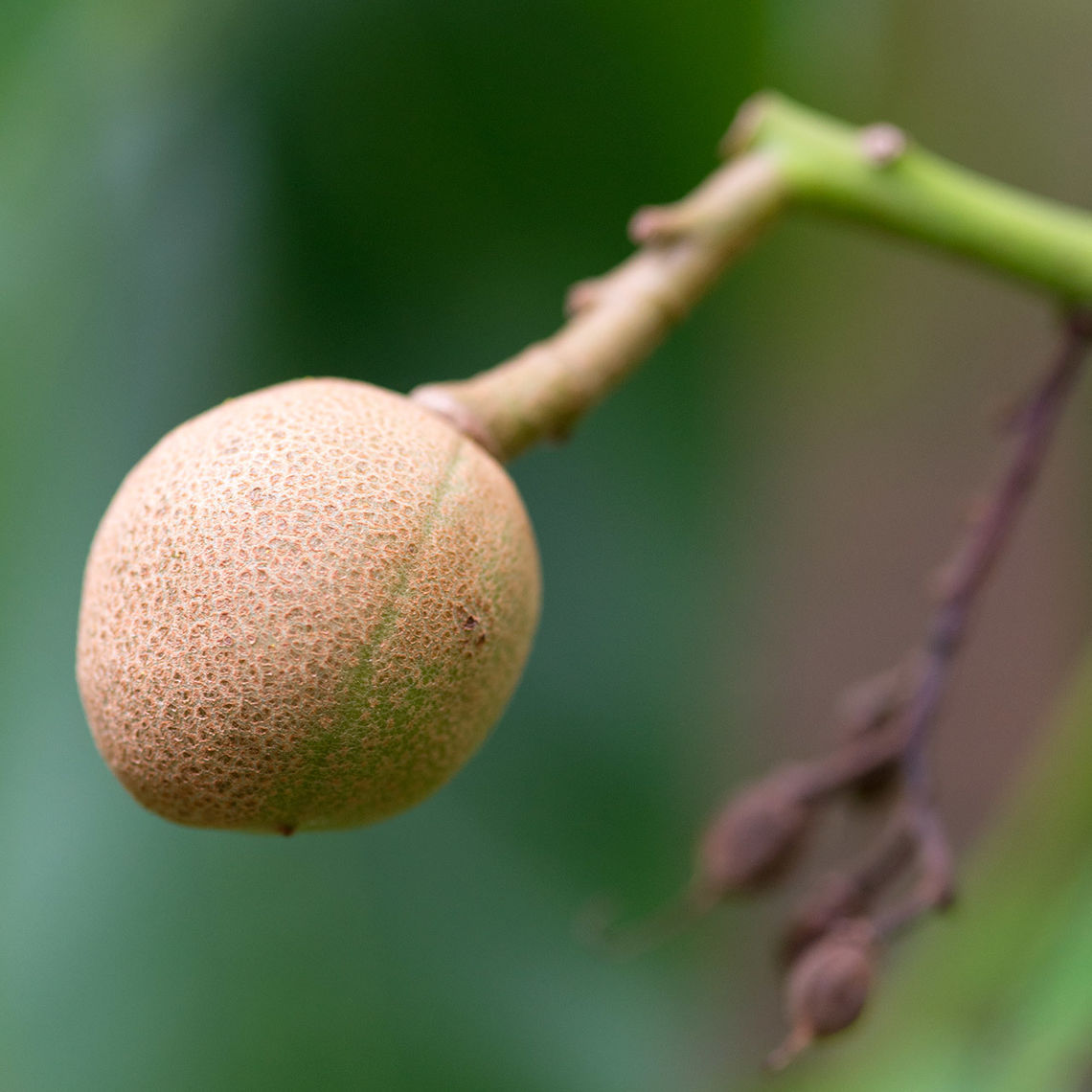 Yellow Buckeye Fruit