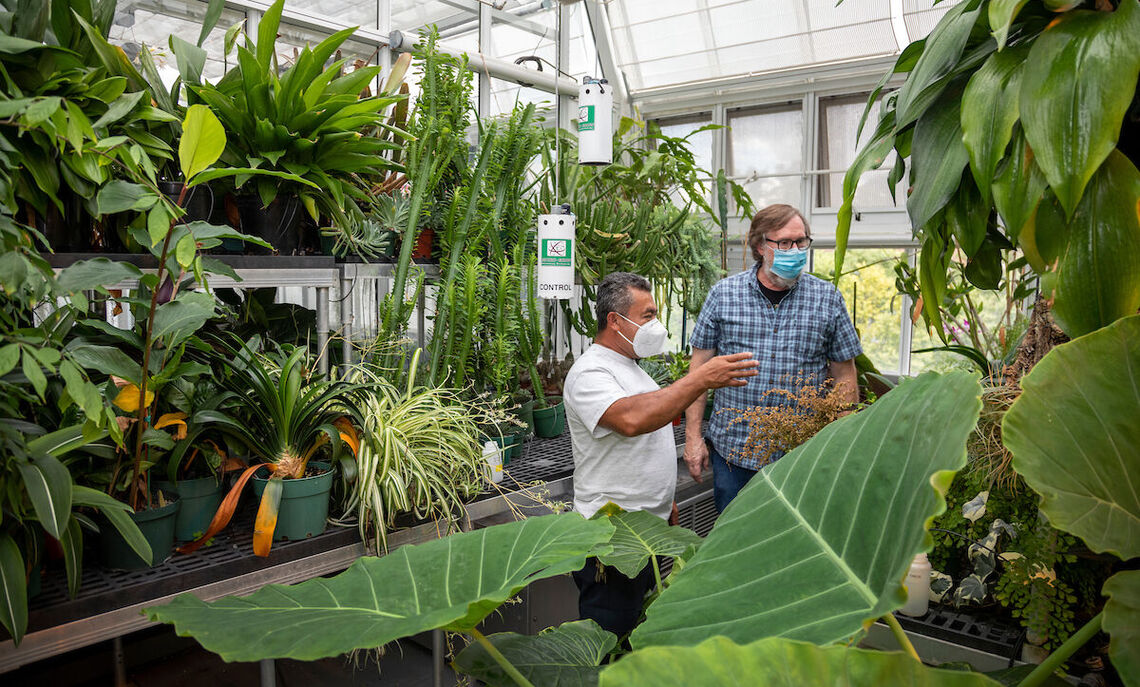 Greenhouse manager James Engleman, right, with German Quintana, groundskeeper project specialist, consider what plants to use for F&M's upcoming Convocation.